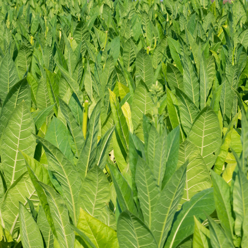 Shag seeds Soviet - 50