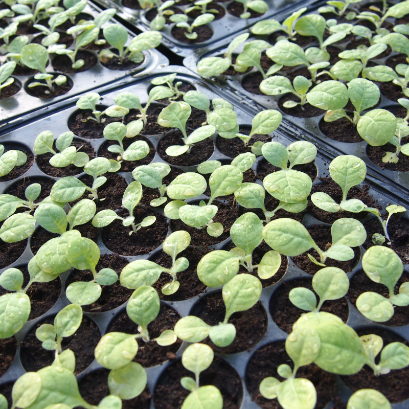 Shag seeds Saratovskaya - 50