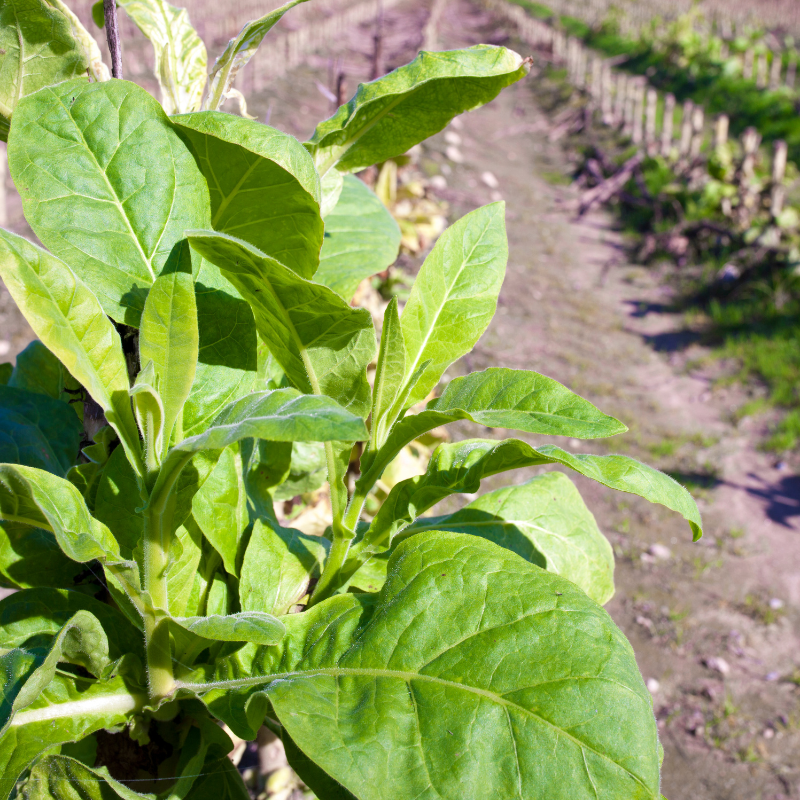 Shag seeds Saratovskaya - 50
