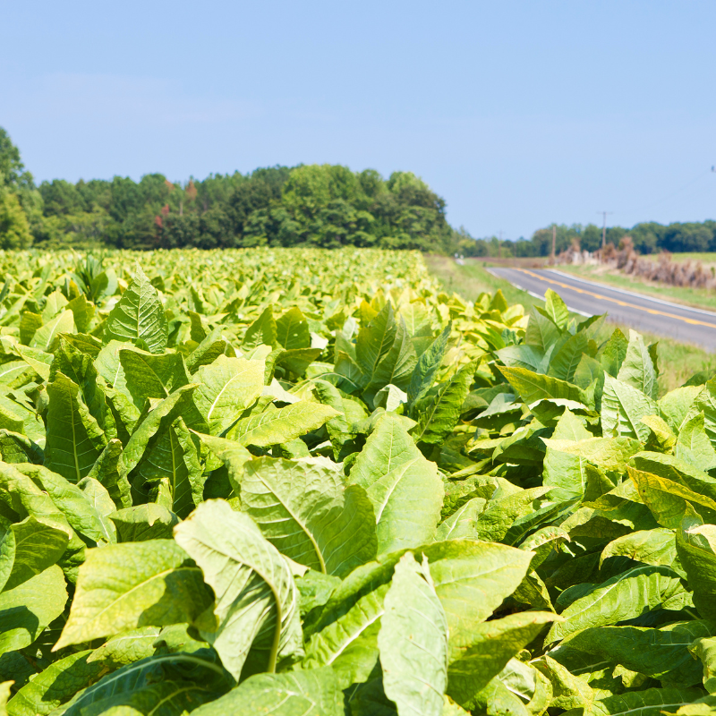 Tobacco seeds Havana Gold Leaf - 100