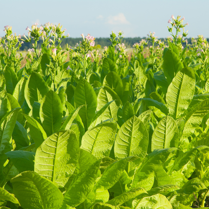 Tobacco seeds Havana Gold Leaf - 100