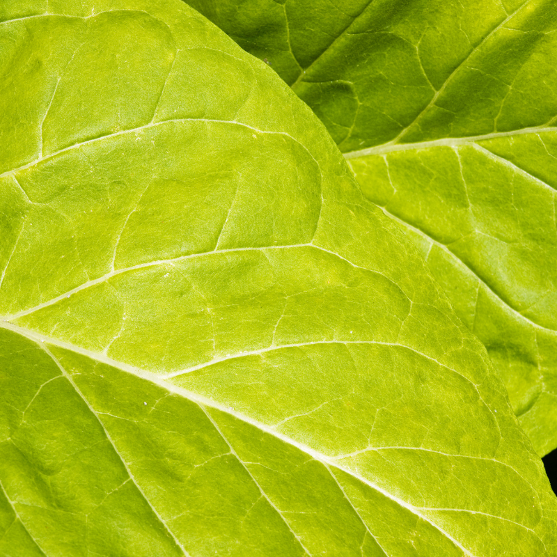Tobacco seeds Havana Gold Leaf - 100
