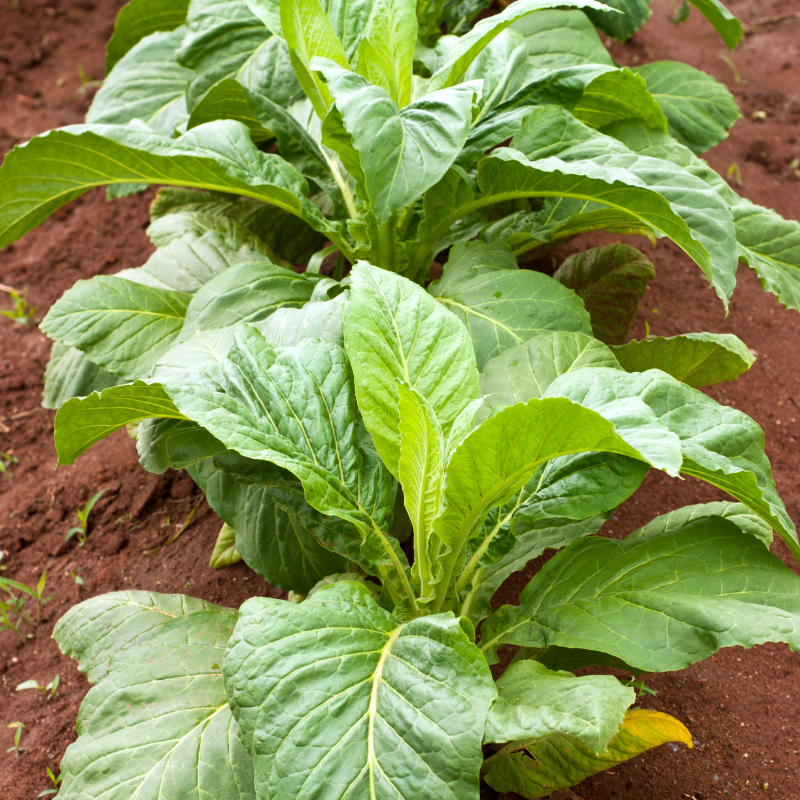 Tobacco seeds Havana Gold Leaf - 100