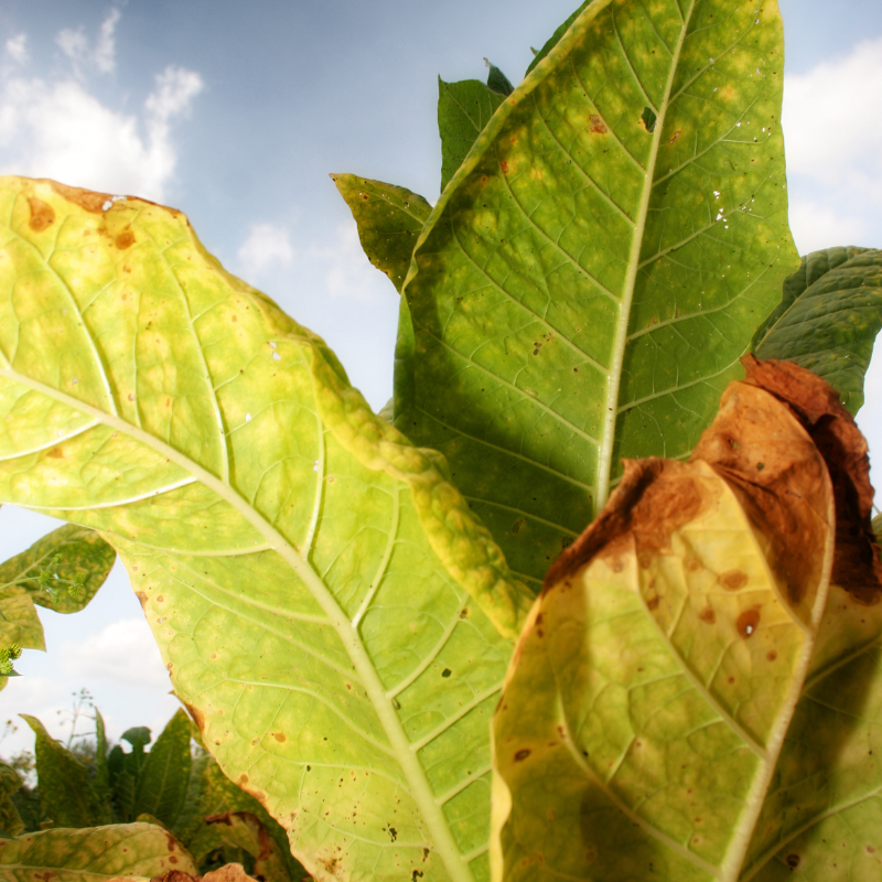 Tobacco seeds Havana Gold Leaf - 100