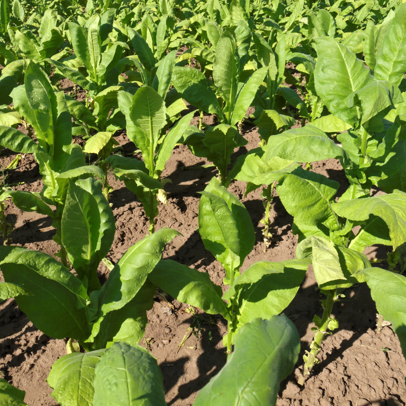 Tobacco seeds Havana Gold Leaf - 100