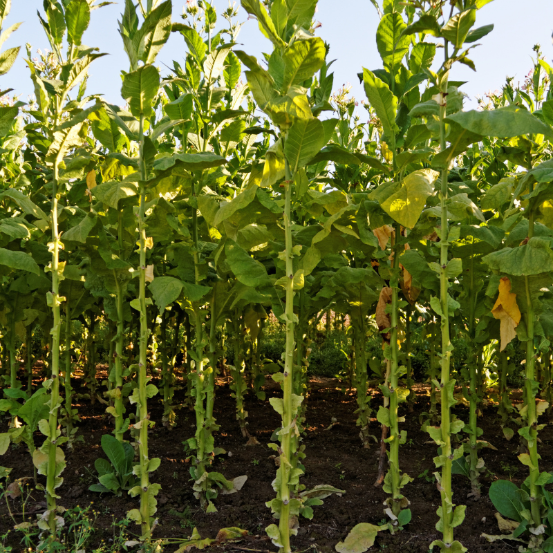 Tobacco seeds Havana Gold Leaf - 100