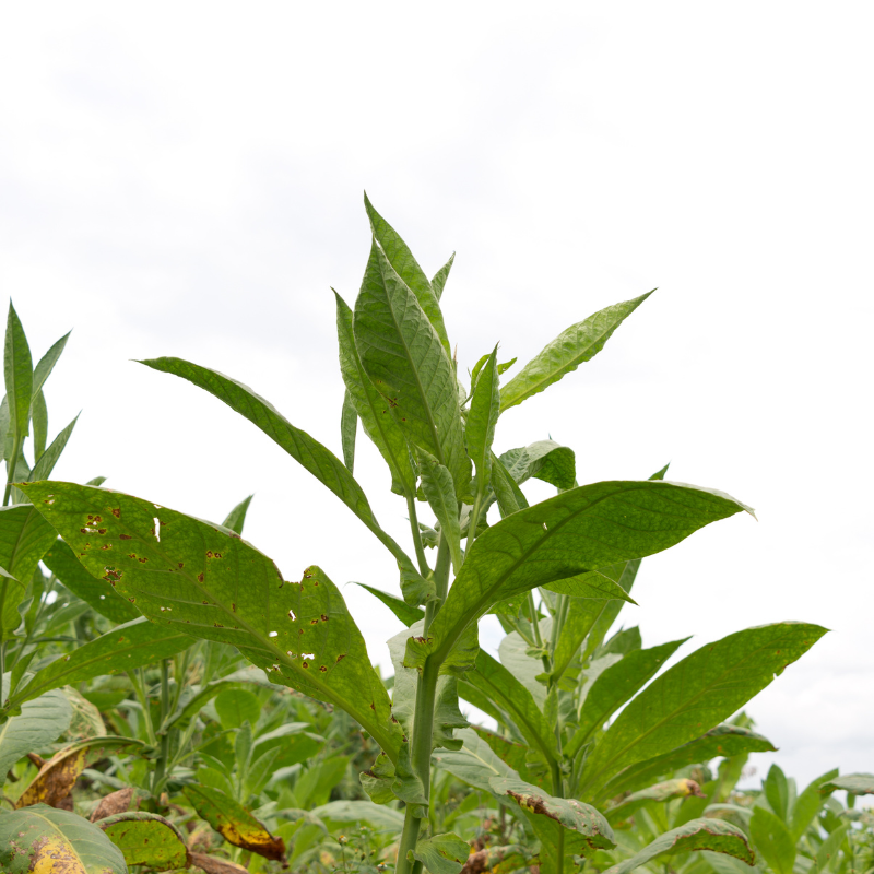 Tobacco seeds Havana Gold Leaf - 100