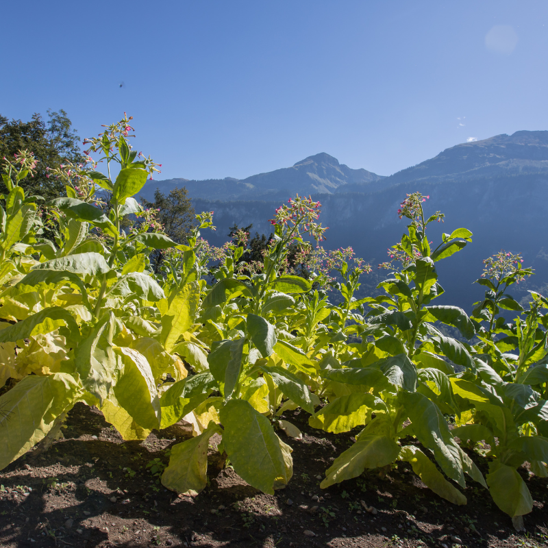 Tobacco seeds Havana Gold Leaf - 100