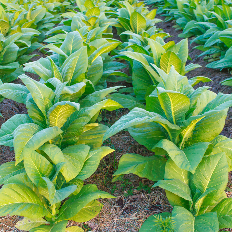Shag seeds Hopi - 100