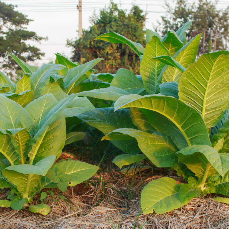 Shag seeds Hopi - 100