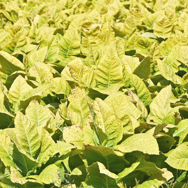 Shag seeds Hopi - 300
