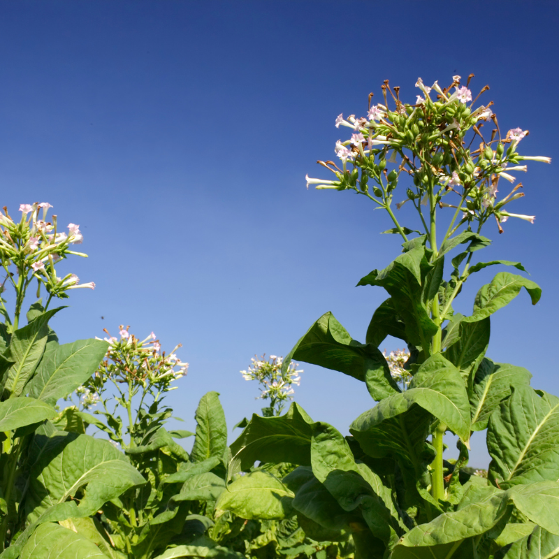 Shag seeds Hopi - 300