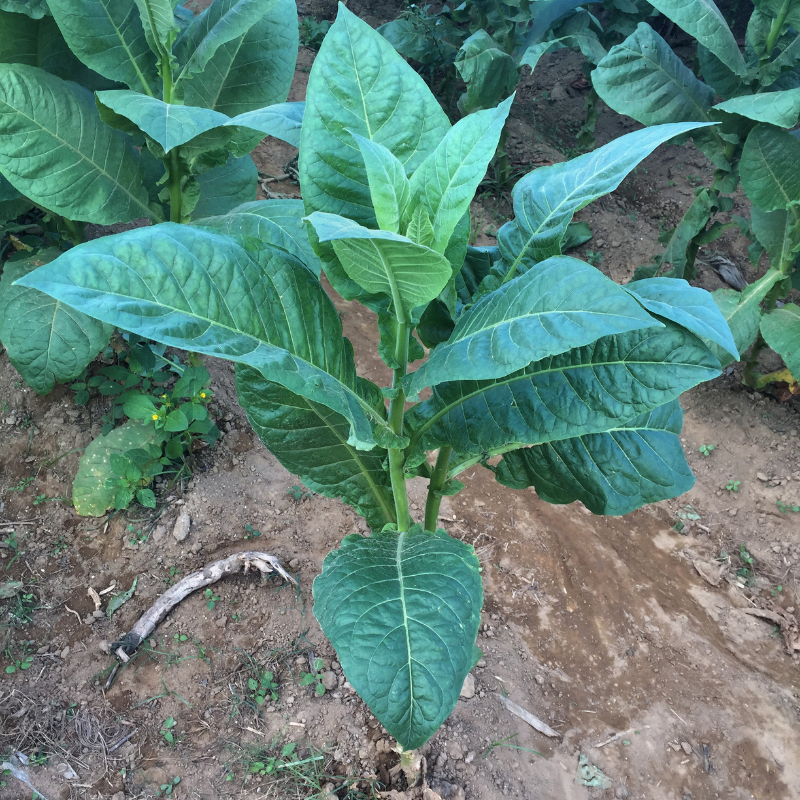 Shag seeds Mohawk - 100