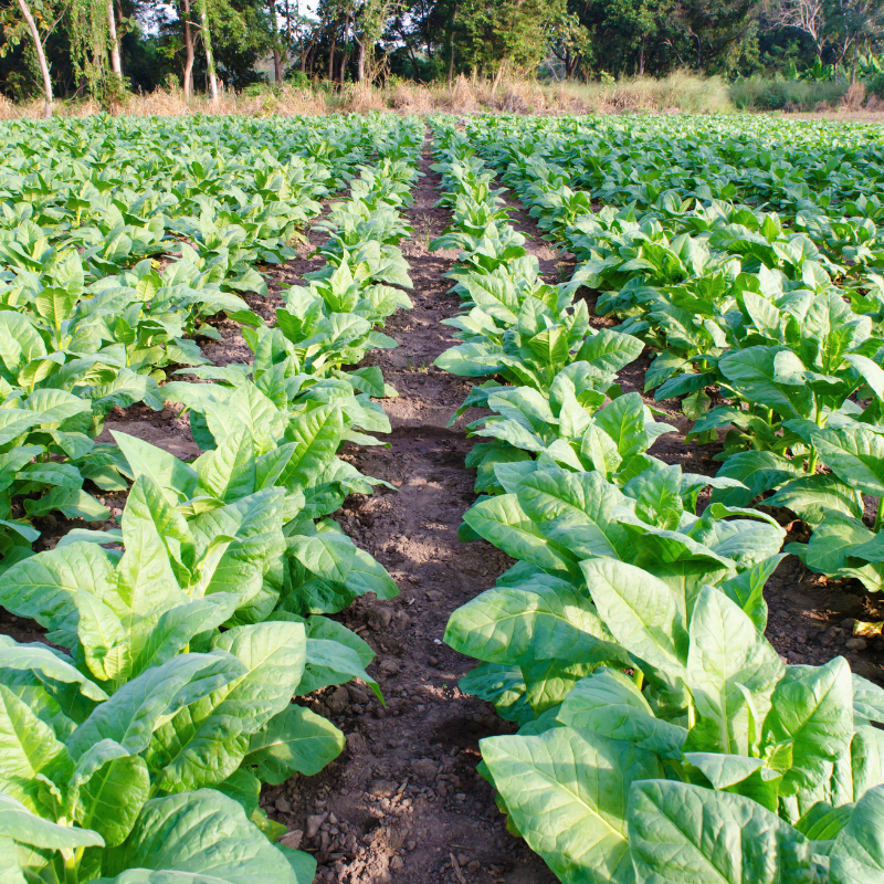 Shag seeds Punche Mexicano - 100