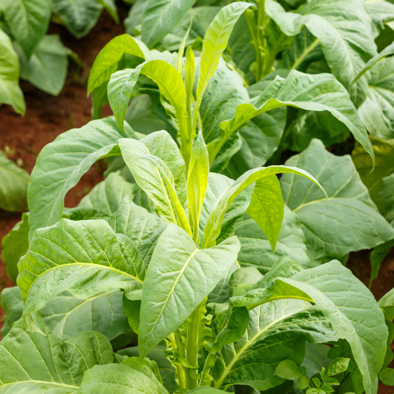 Shag seeds Punche Mexicano - 100