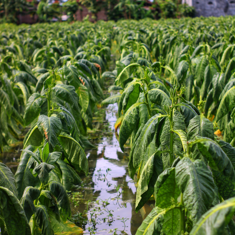 Shag seeds Punche Mexicano - 300