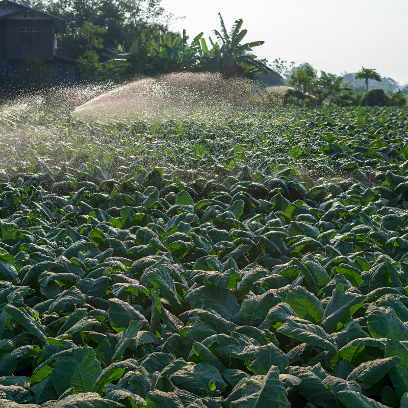 Shag seeds Punche Mexicano - 300