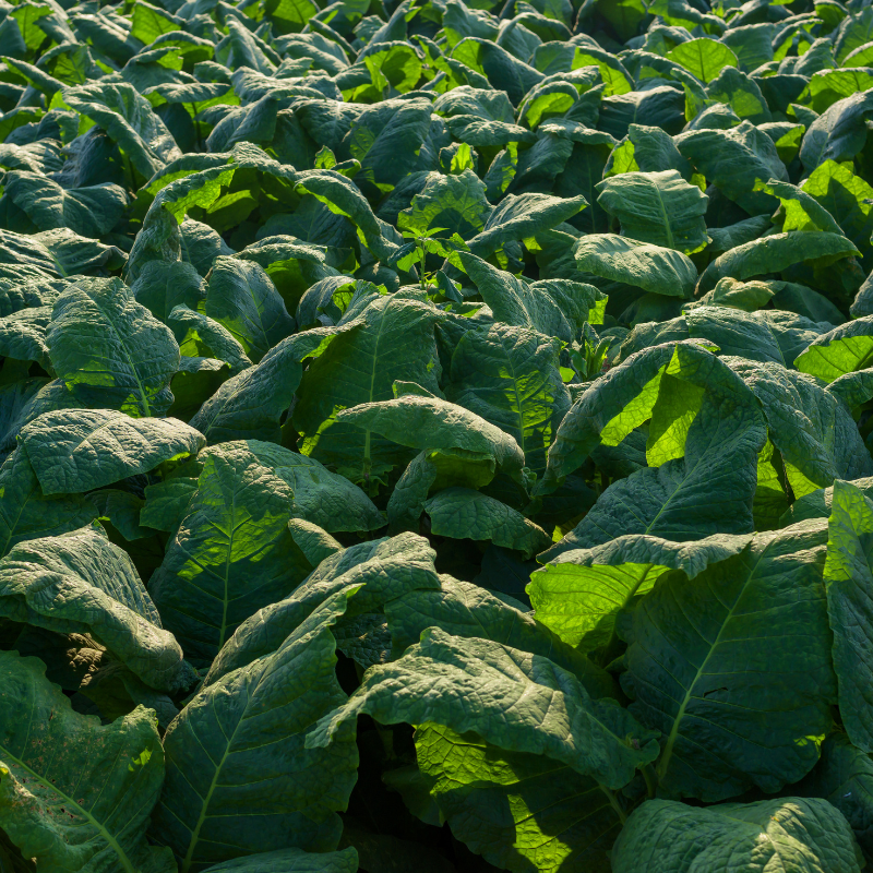 Shag seeds Punche Mexicano - 300