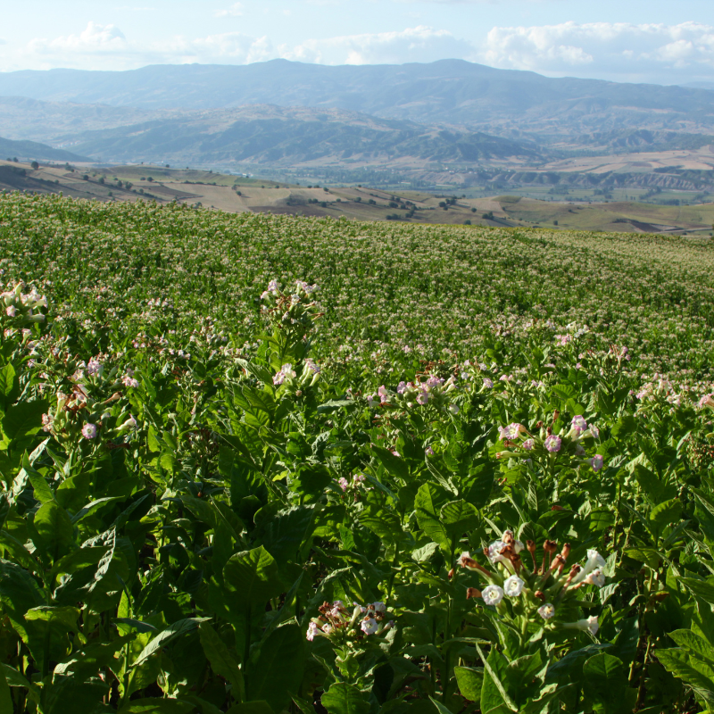 Shag seeds Punche Mexicano - 300
