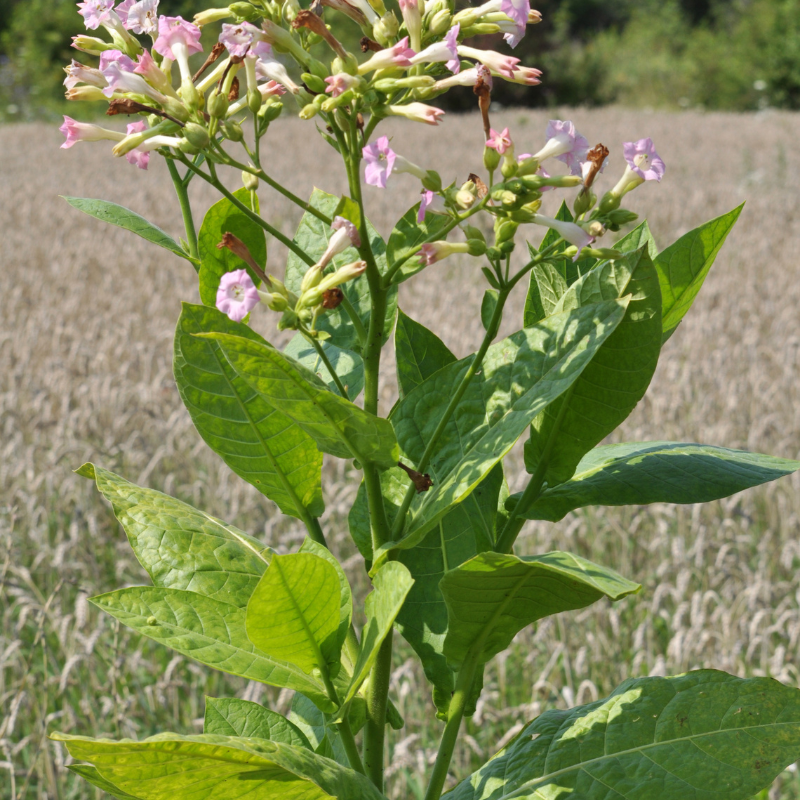 Tobacco seeds Tennessee Burley - 100