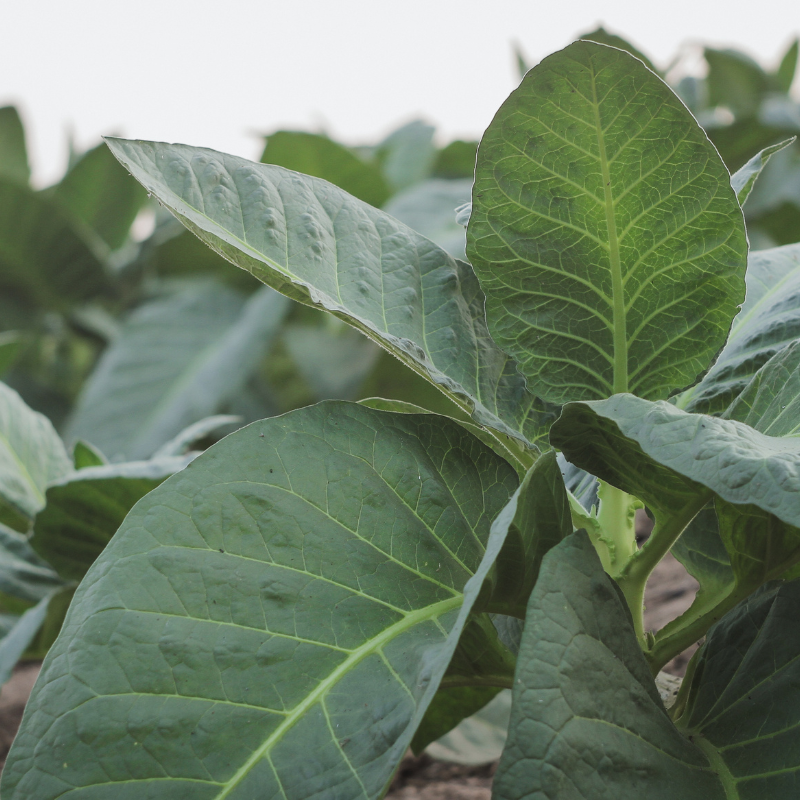 Tobacco seeds Tennessee Burley - 100
