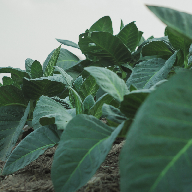 Tobacco seeds Tennessee Burley - 100