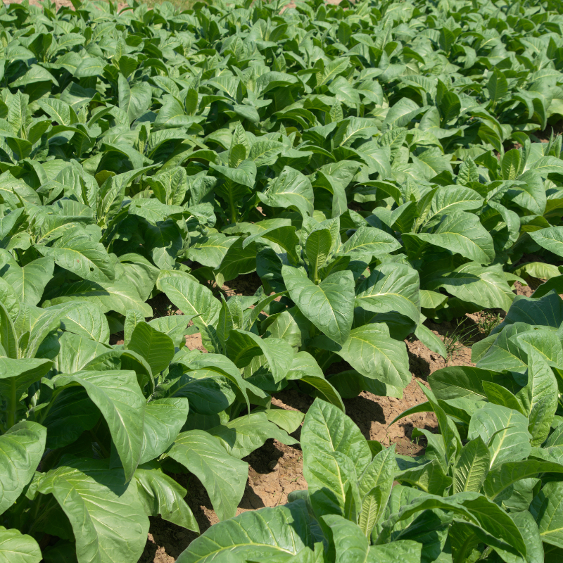 Tobacco seeds Tennessee Burley - 100