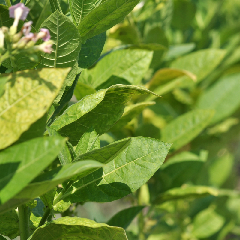 Tobacco seeds Tennessee Burley - 100
