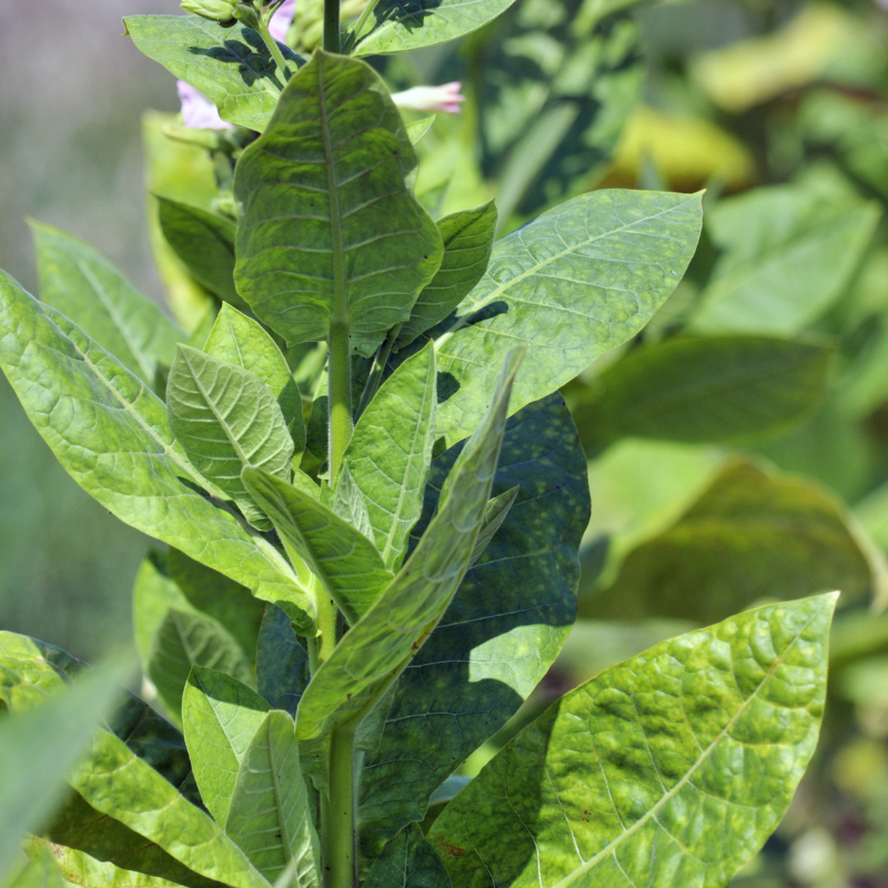 Tobacco seeds Tennessee Burley - 100