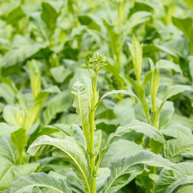 Tobacco seeds Tennessee Burley - 100