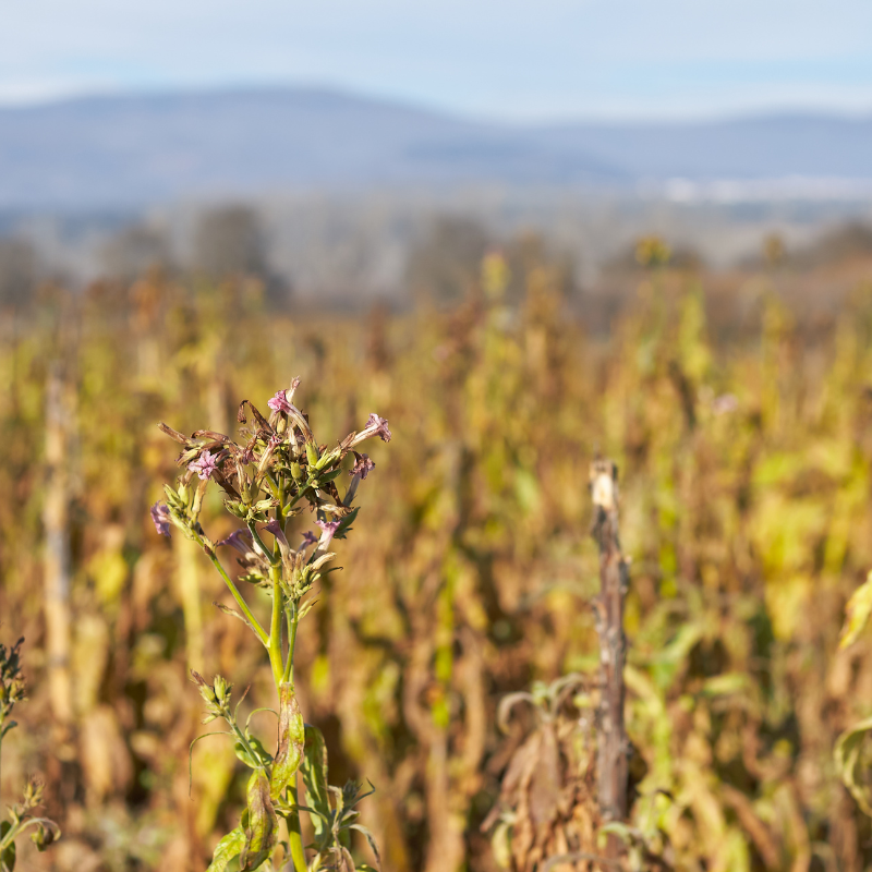 Tobacco seeds Tennessee Burley - 100
