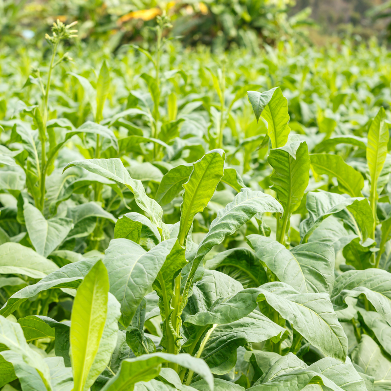 Tobacco seeds Tennessee Burley - 50