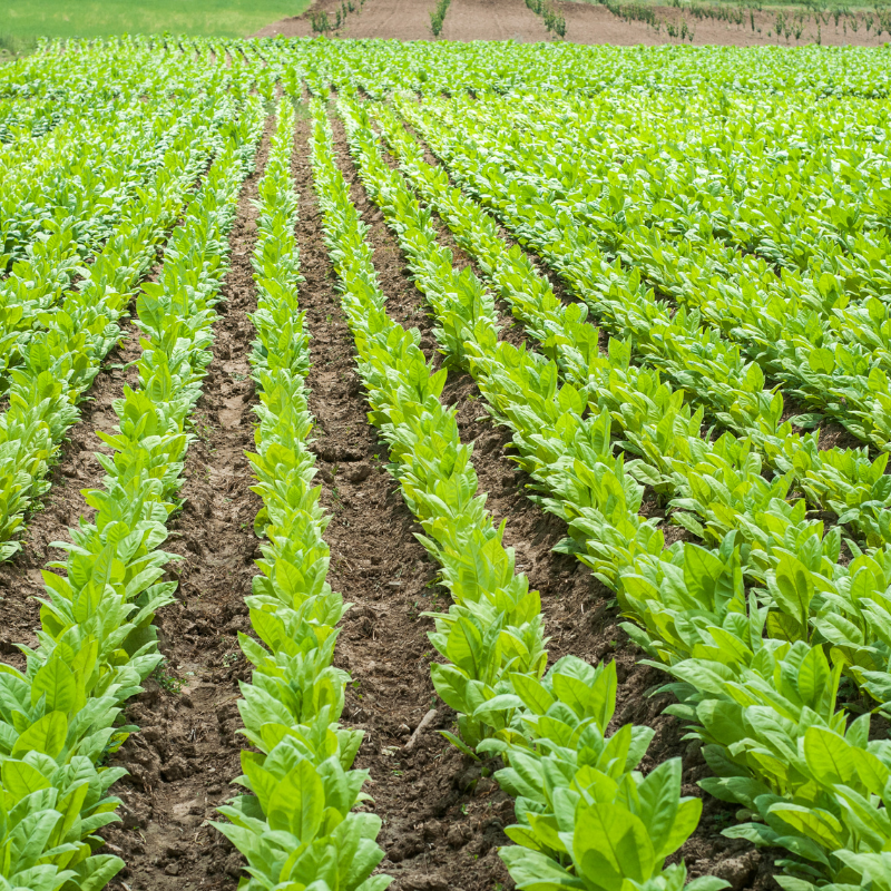 Tobacco seeds Tennessee Burley - 300