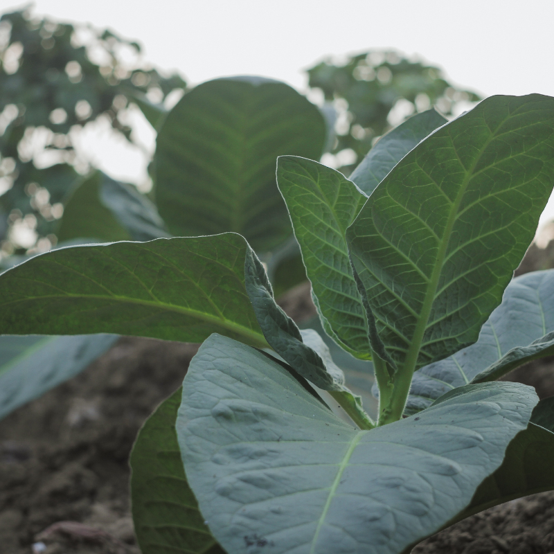 Tobacco seeds Tennessee Burley TN90 - 100