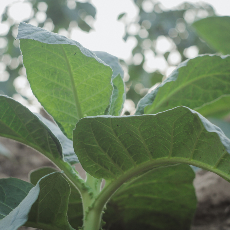 Tobacco seeds Tennessee Burley TN90 - 100