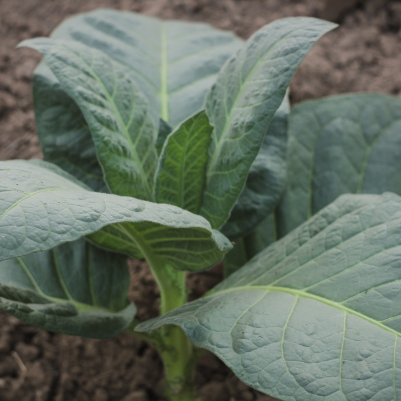 Tobacco seeds Tennessee Burley TN90 - 300