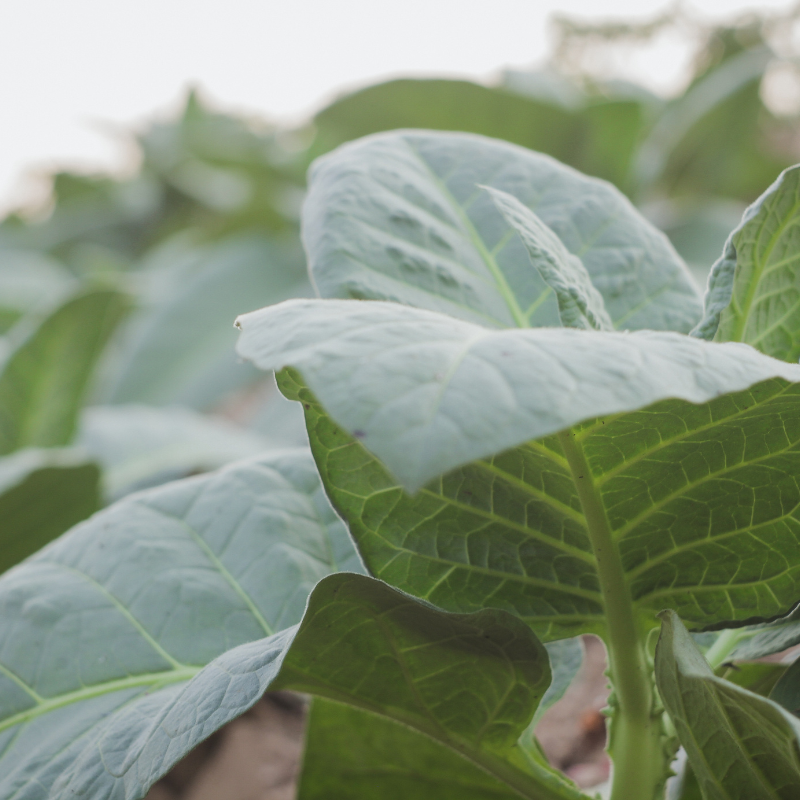 Tobacco seeds Tennessee Burley TN90 - 300