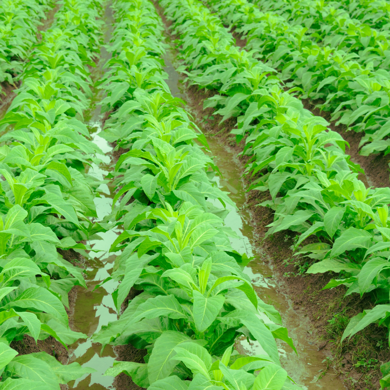 Tobacco seeds Tennessee Burley TN90 - 300