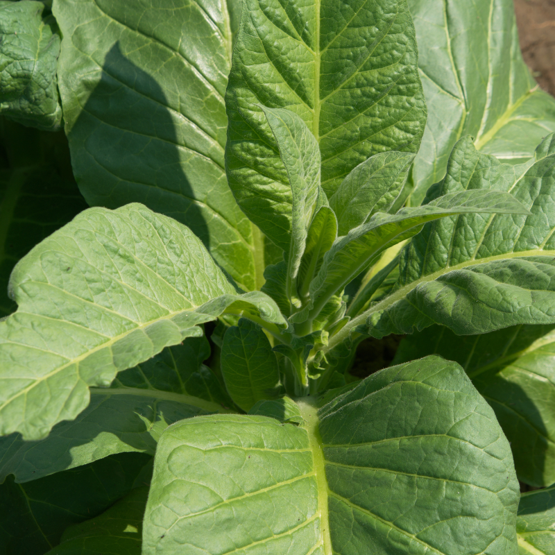 Tobacco seeds Tennessee Burley TN90 - 300