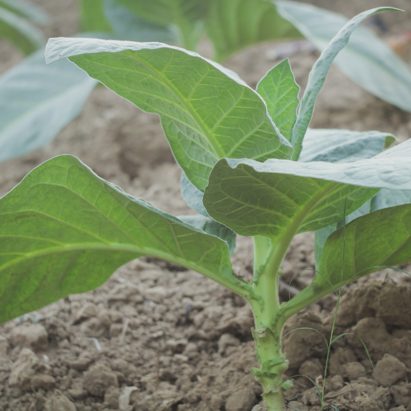 Tobacco seeds Tennessee Burley TN90 - 300