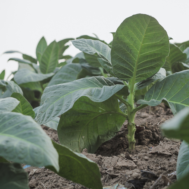 Tobacco seeds Tennessee Burley TN90 - 300