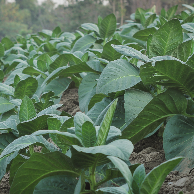 Tobacco seeds Tennessee Burley TN90 - 300