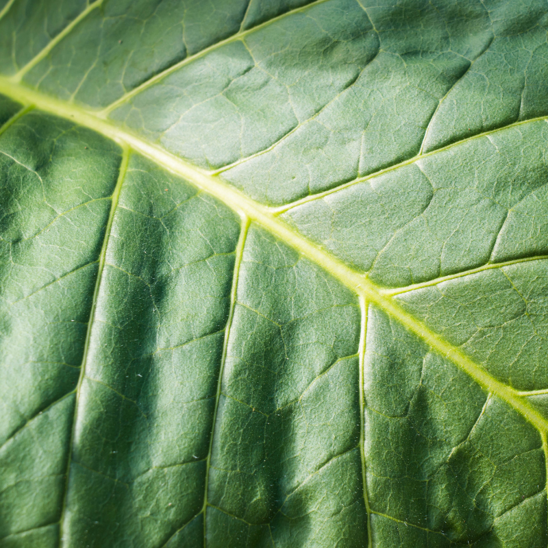 Tobacco seeds Kentucky-15 (KY-15) - 100