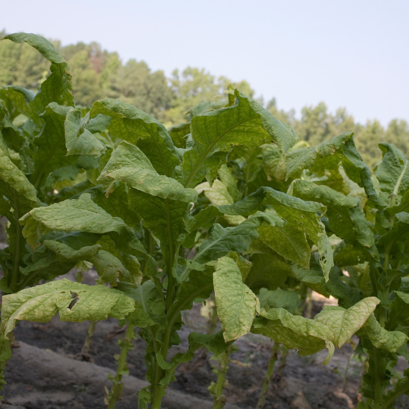 Tobacco seeds Kentucky-15 (KY-15) - 100