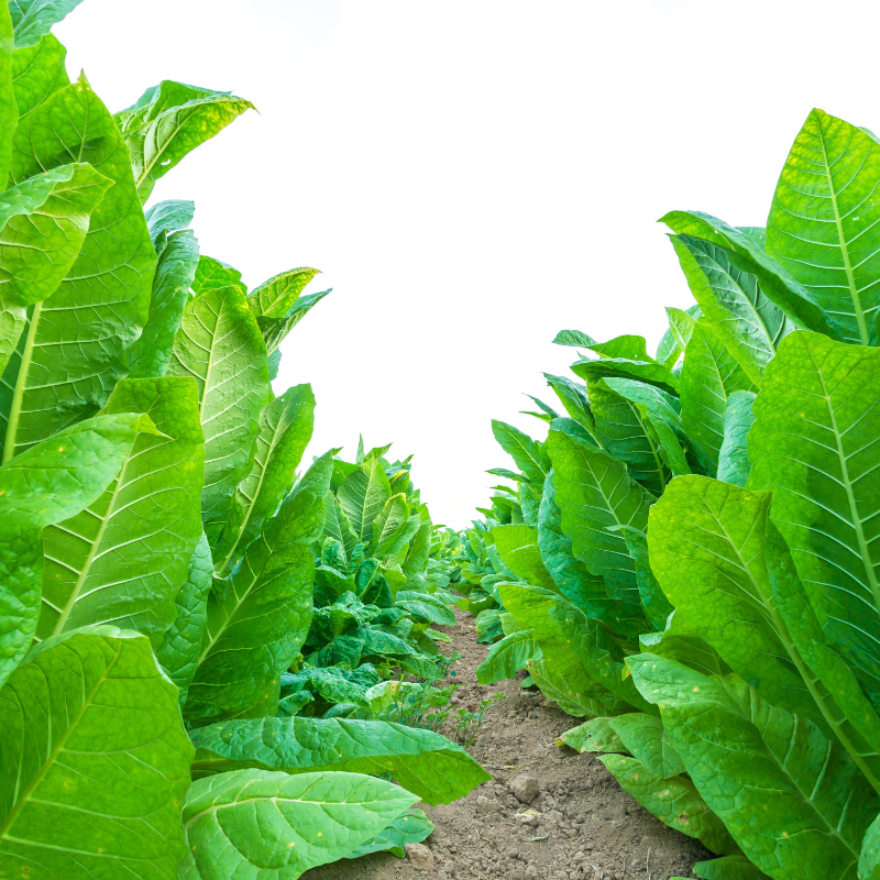 Tobacco seeds Kentucky-15 (KY-15) - 100