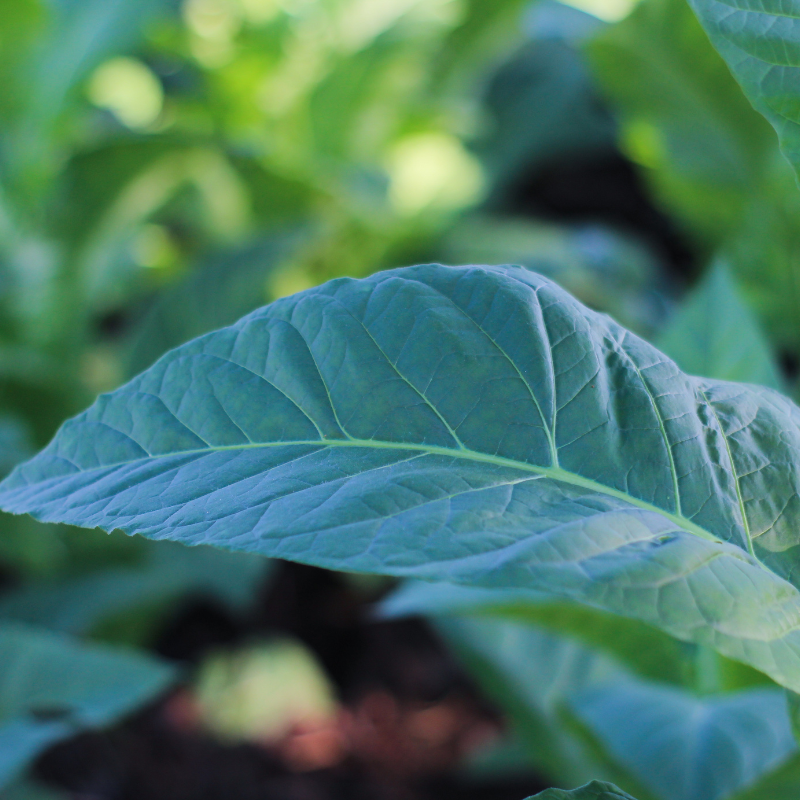 Tobacco seeds Kentucky-15 (KY-15) - 100