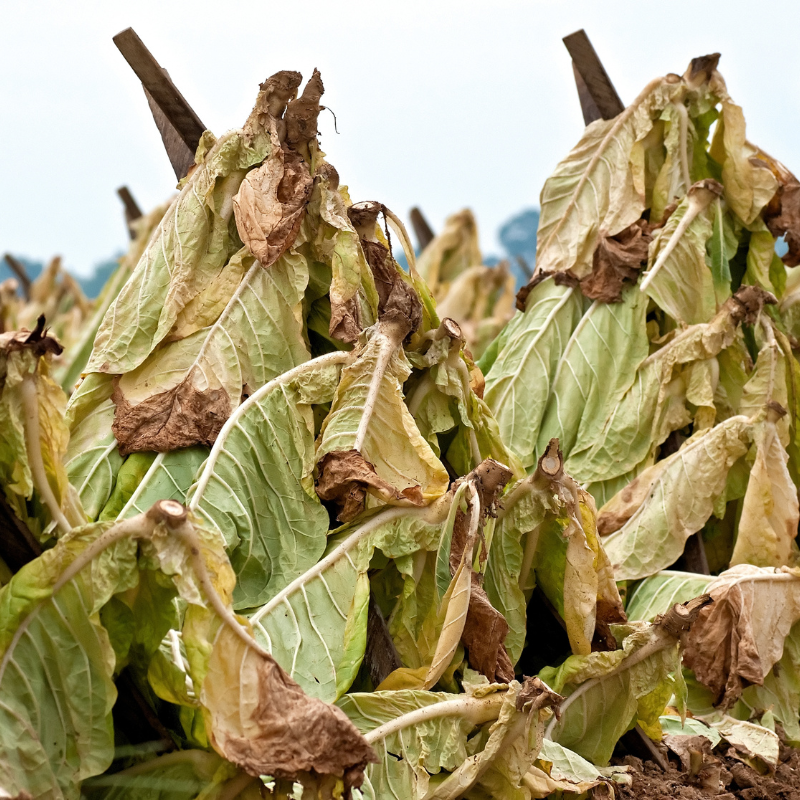 Tobacco seeds Kentucky-15 (KY-15) - 100
