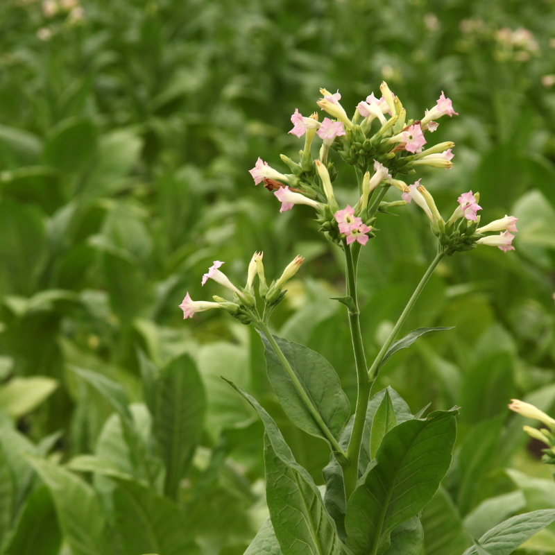 Tobacco seeds Kentucky-15 (KY-15) - 100