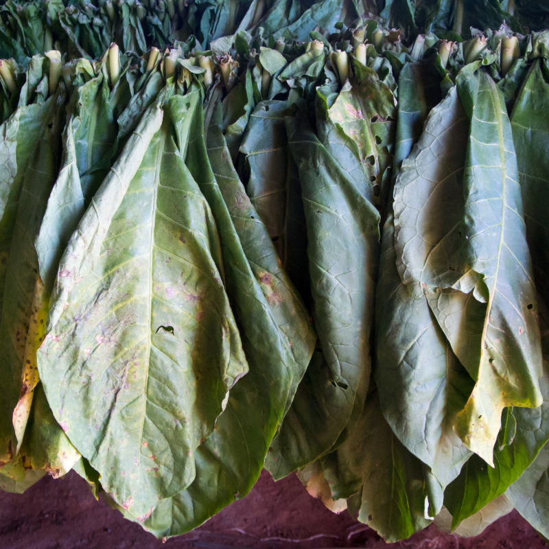 Tobacco seeds Kentucky-15 (KY-15) - 100