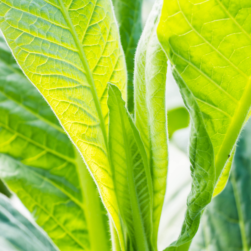 Tobacco seeds Kentucky-15 (KY-15) - 100